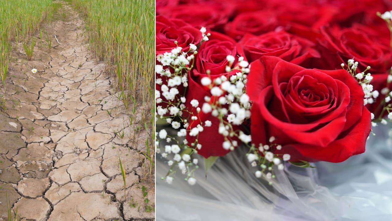 Regalar rosas en San Valentín puede ser caro para el bolsillo y para el medio ambiente en California
