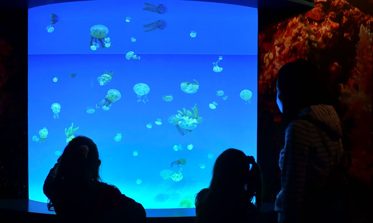 Además, ten en cuenta que la entrada general cuesta $ 36.95 para adultos (mayores de 12 años), $ 26.95 para niños (edades 3-11), $ 33.95 para personas mayores (mayores de 62 años) y gratis para niños menores de 3 años.