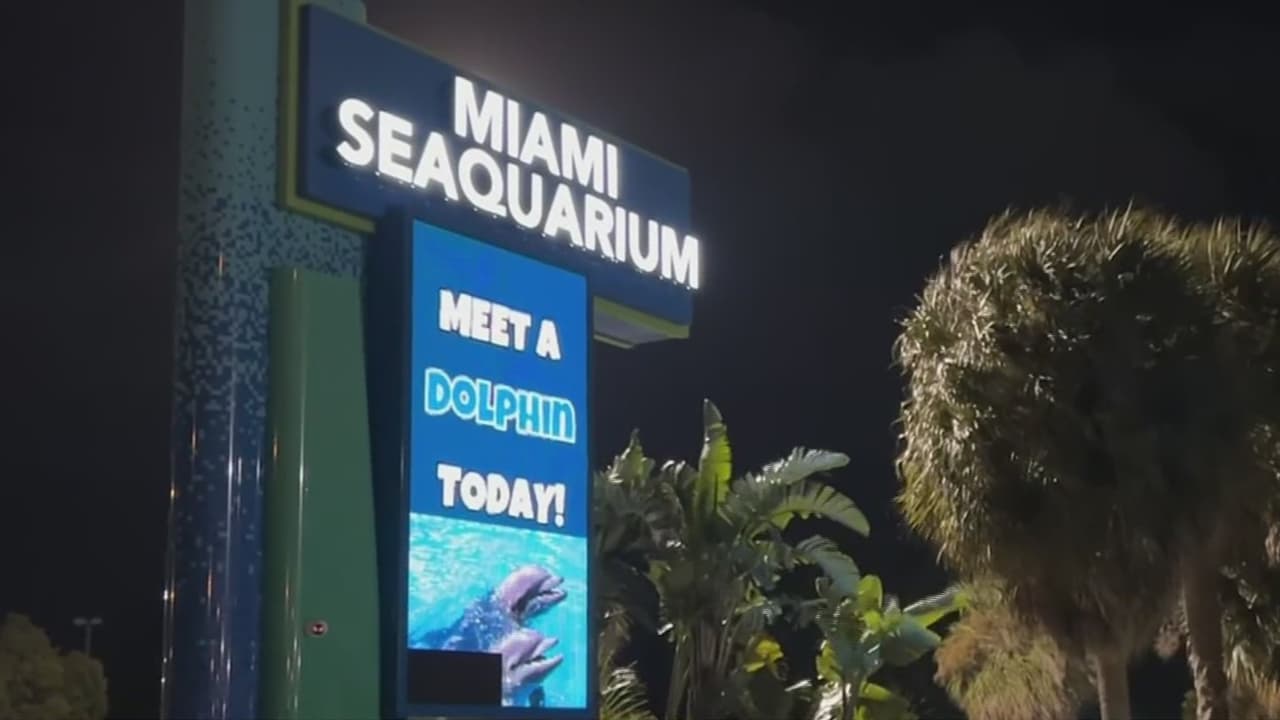 ¿Mal cuidado de los animales? Condado Miami-Dade revisa si finaliza contrato de arrendamiento de Miami Seaquarium