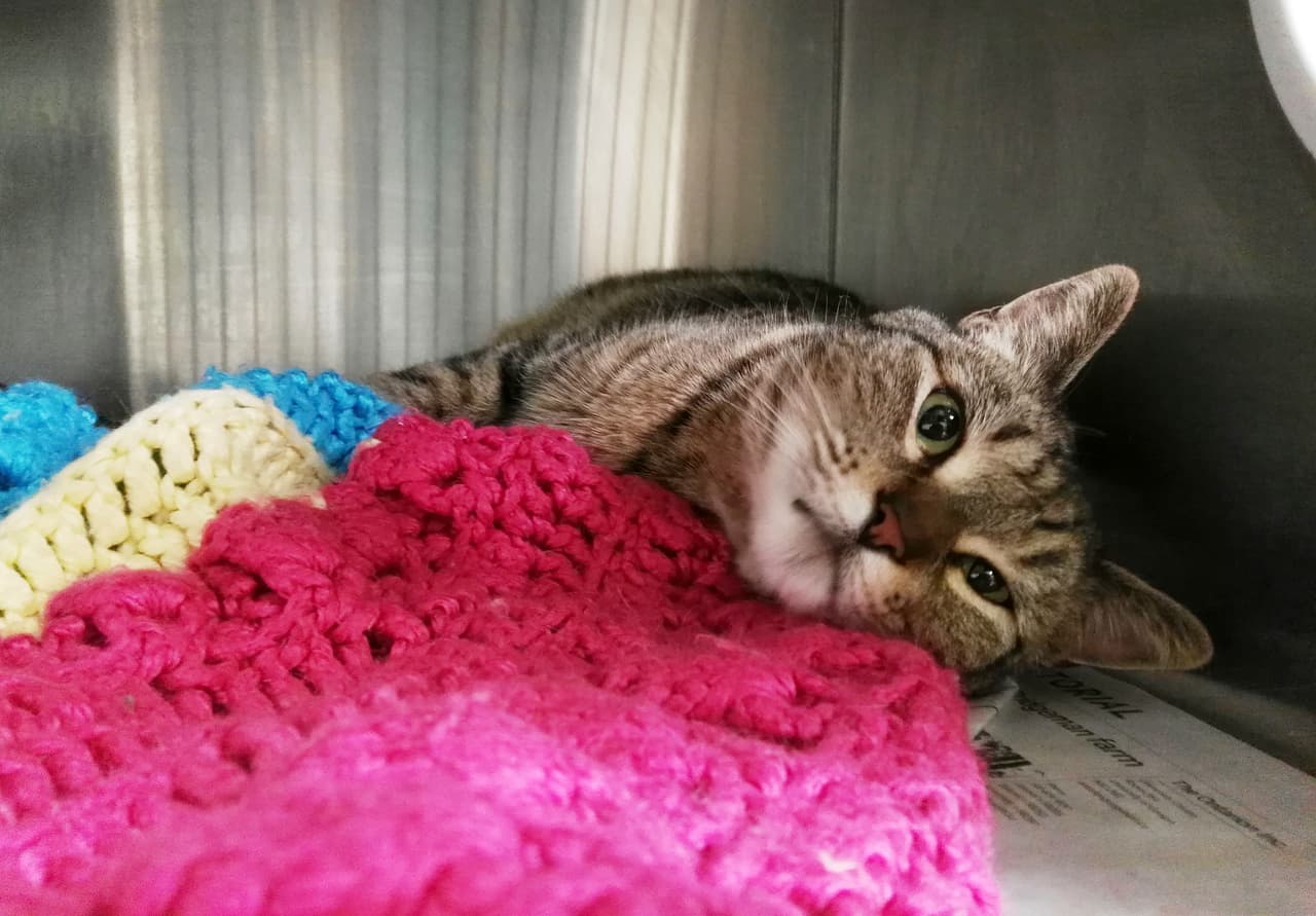 Desapareció el 14 de agosto de 2013 de California y fue localizada a más de 4,000 kilómetros en un refugio para animales de Canadá.