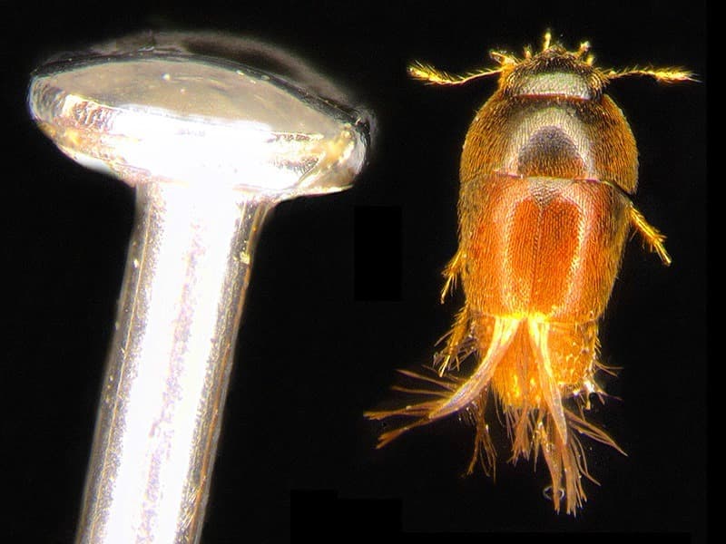 Este escarabajo mide apenas 0.03 pulgadas y vive en pequeños cuerpos de agua que se forman en las base de las bromelias en el Valle Kosnipata de Perú, en plantas emparentadas con el jengibre y los plátanos. Lo que la hace curiosa es que el hábitat tradicional de la mayoría de los escarabajos es el suelo del bosque. Allí se alimentan de materiales en descomposición. Más información en http://www.esf.edu/top10/2016/02.htm