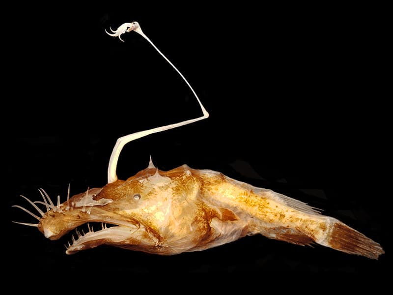 El pez rape (Lasiognatus dinema) tiene un órgano que se sale por encima de la cabeza casi como si se tratara de una caña de pescar. Se cree que lo utiliza para atraer a sus presas, pues es bioluminiscente. Este pez vive a 2,600 y 3,900 pies (800-1,200 m) de profundidad en el Norte del Golfo de México. Mide 0.6-1.8 pulgadas (15-47 mm). El espécimen pertenece a la Universidad de Washington. Más información en http://www.esf.edu/top10/2016/05.htm