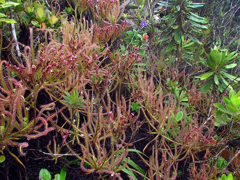 Esta es la Drosera magnifica. Aunque pertenece al género más numeroso de plantas carnívoras, con sus 4 pies de altura esta especie destaca por ser la más grande descubierta en América y además, por Facebook. Dos fotos subidas a esta red social fueron las que despertaron el interés de la ciencia. Solo está en la cumbre del Pico de Padre Angelo en Minas Gerais, Brasil. Más información en http://www.esf.edu/top10/2016/09.htm