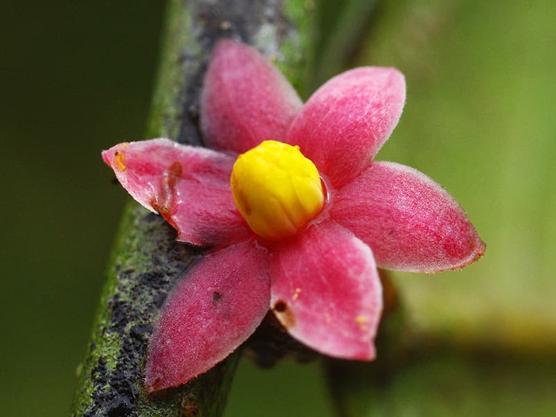 La Sirdavidia solannona es una planta descubierta en una de las áreas más estudiadas de Gabón. Mide 19 pies de altura y 3.9 pulgadas de diámetro por lo que resulta curioso que no se hubiera descrito antes. Sus flores se parecen a las de los tomates y patatas, pero pertenece a una familia diferente. Más información en http://www.esf.edu/top10/2016/09.htm