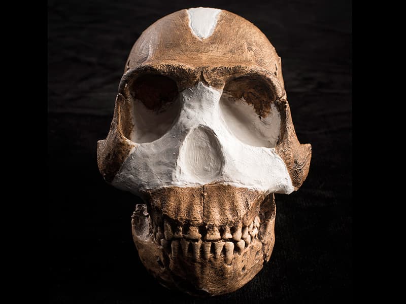 El Homo naledi, de 59 pulgadas, se halló en Sudáfrica. Allí se ubicaron fósiles de al menos 15 individuos. Este nuevo homínido es una mezcla de los de Australopithecus con otras especies de Homo. Tiene un cráneo y una parte superior que se parece a los ancestros que vivieron hace entre 2 y 4 millones de años pero sus manos y pies se parecen más a los humanos modernos. Más información en http://www.esf.edu/top10/2016/03.htm