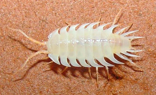 Esta es la Luiuniscus iuiuensis o cochinilla de la humedad que mide apenas 0.3 pulgadas. Es ciega y no tiene color. Tiene placas cónicas en la base de sus patas que le dan un aspecto espinoso y un comportamiento peculiar: para mudar su exoesqueleto se construye refugios esféricos de barro en una única cueva de Bahia, Brasil. http://www.esf.edu/top10/2016/04.htm