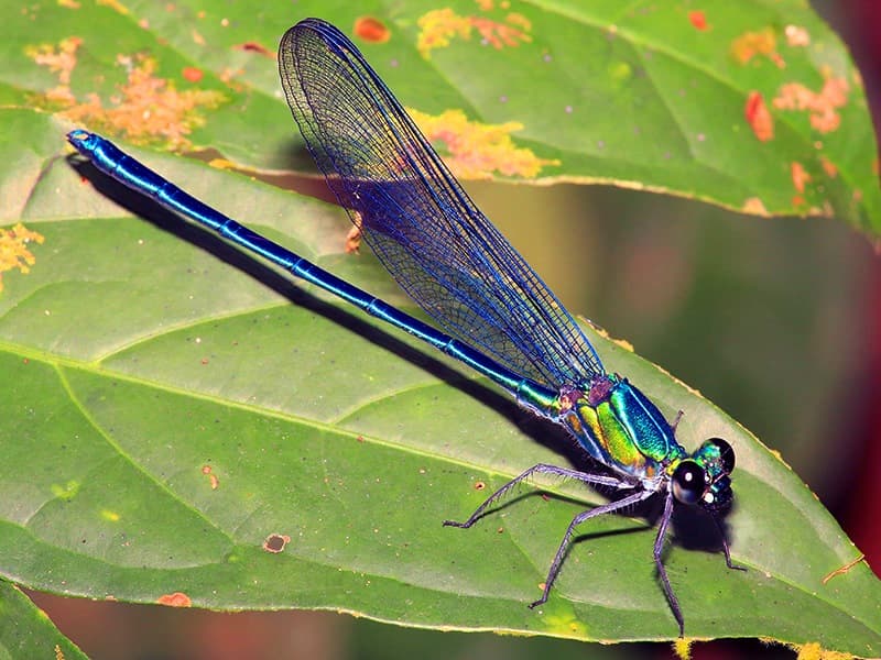 El nombre de Umma gumma coincide con el del disco que Pink Floyd grabó en 1969 y en el argot de la ciudad de Cambridge significa también 'hacer el amor'. Es una de las 60 especies de libélulas que han sido descubiertos en África recientemente. La mayor parte de estas especies son muy coloridas y tan distintas entre sí que basta una fotografía para diferenciarlas. Más información en http://www.esf.edu/top10/2016/10.htm