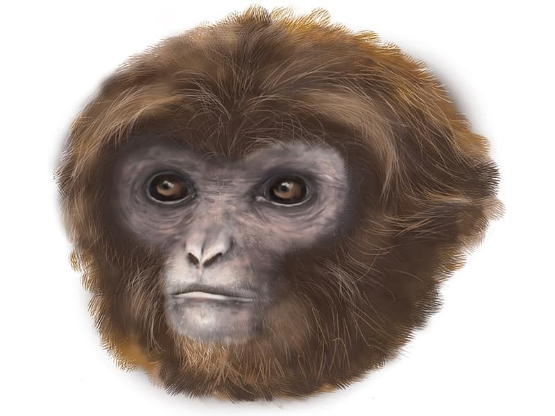 Esta es la especie Pliobates cataloniae. Vivió antes de que los humanos y los grandes simios se distanciaran de los gibones. Se halló en Cataluña. Se cree que pesaba entre 8 a 11 libras y medía 17 pulgadas. Bautizada como Laia, vivió hace 11.6 millones de años. Más información en http://www.esf.edu/top10/2016/08.htm