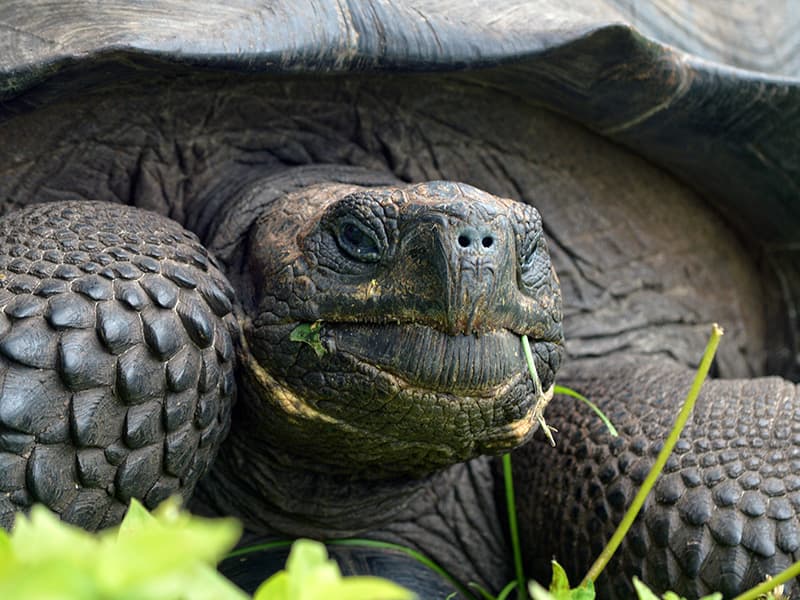 La Chelonoidis donfaustoi es una tortuga de las Islas Galápagos de la que apenas quedan 250 individuos que vive en la parte occidental de la isla de Santa Cruz. Un análisis genético permitió descubrir que lo que se creía que era una misma especie en realidad eran dos. Este ejemplar pertenece a la colección zoológica de la Universidad de Wisconsin. Más información en http://www.esf.edu/top10/2016/01.htm