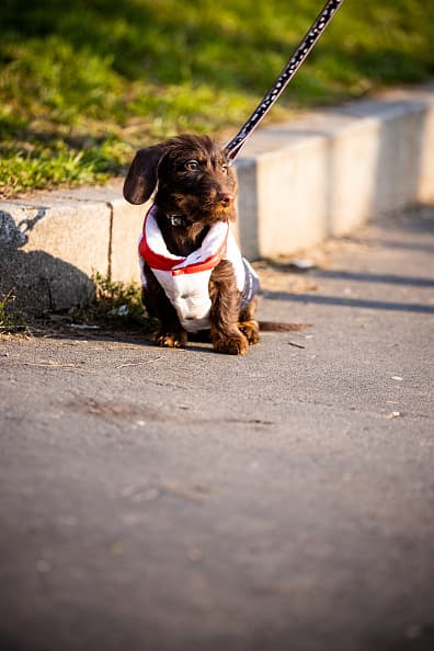 Vista a su mascota con ropa apropiada para ayudarlo a mantenerse caliente durante este tiempo frio.
<br>