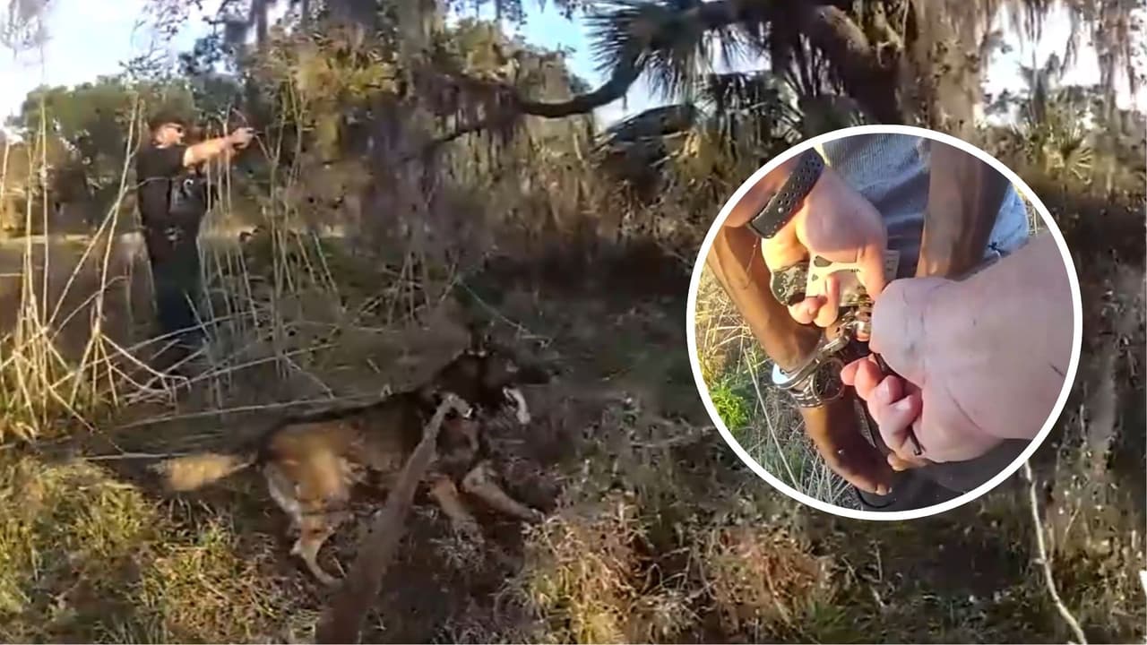 Perro policía rastrea a criminal: Así fue como un K-9 capturó a un agresor armado