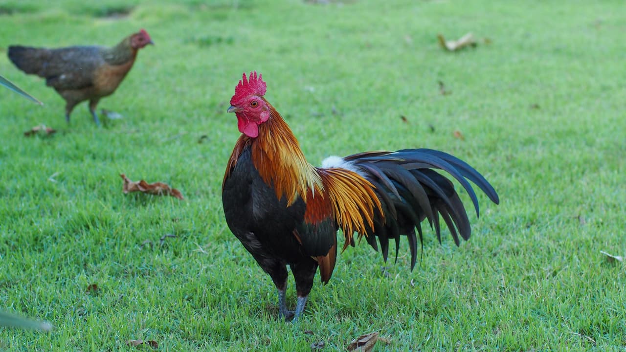 Esto parece deberse a la sugestión o lo que en Psicología se conoce como el “sesgo cognitivo”, o sea, llegar a conclusiones basándonos en informaciones que no han sido comprobadas, pero que parecen reales. Es como decir “amanece porque el gallo canta”, y claro, cada vez que el gallo canta es porque está amaneciendo, pero aunque no haya un gallo cantando, habrá amaneceres.