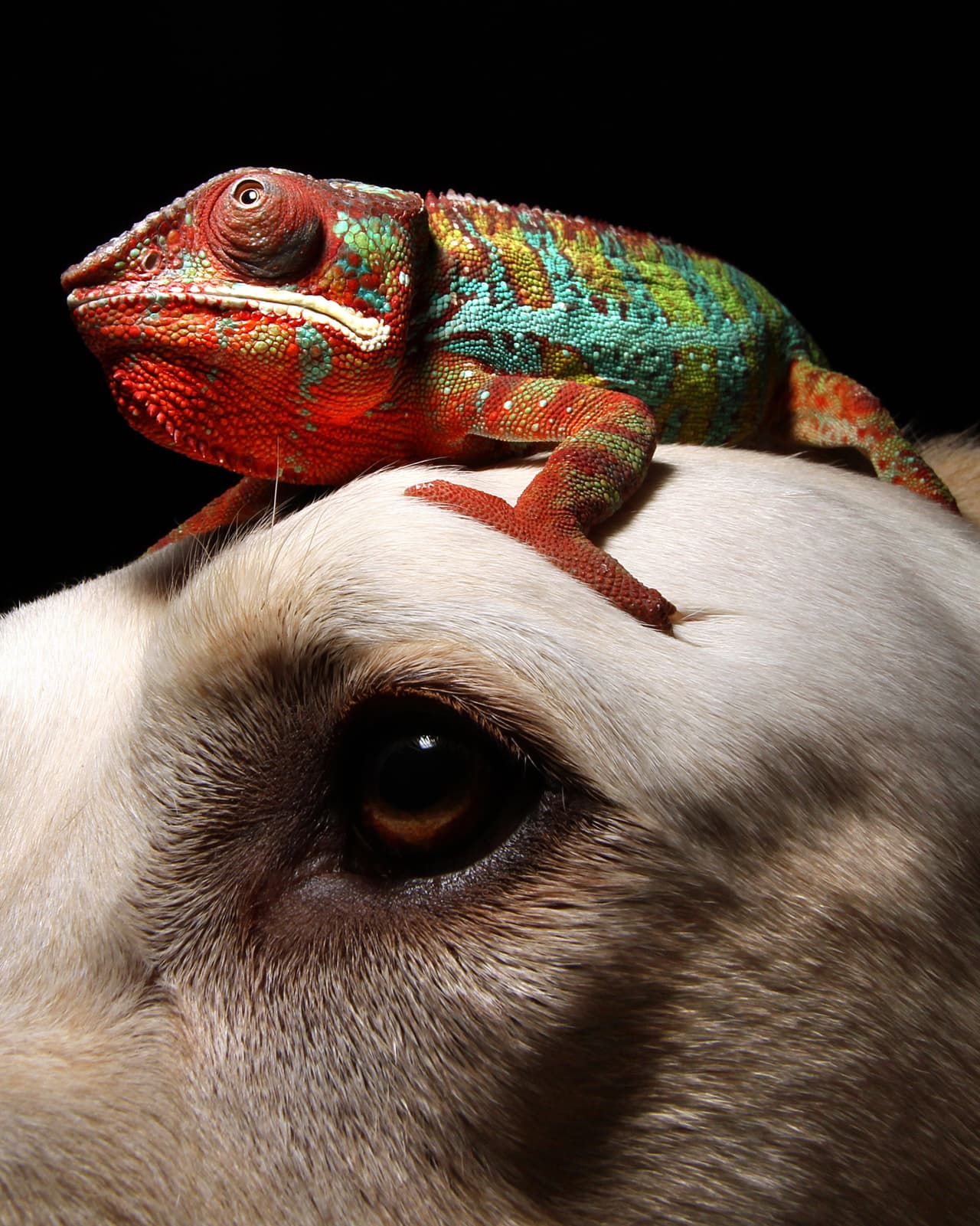 Nadie puede separar a estos amigos.