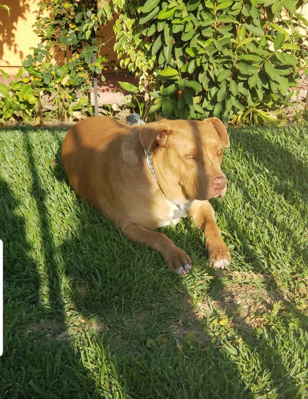 "Nuestra princesa Sally Alfaro la encontramos en la calle cuando estaba pequeña, estaba muy maltratada y delgada y decidimos quedarnos con ella, la adoptamos y es un miembro más de nuestra familia a quien amamos muchísimo. Gracias por compartir su fotografía mi gente linda de Univisión. Bendiciones." - Gilma Alfaro