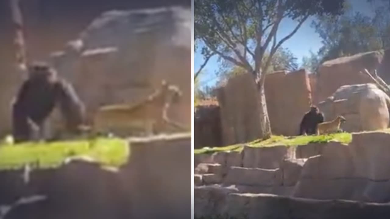 “¡Dios mío! Esto me asusta demasiado…”: rescatan a perro del área de gorilas en Zoológico de San Diego