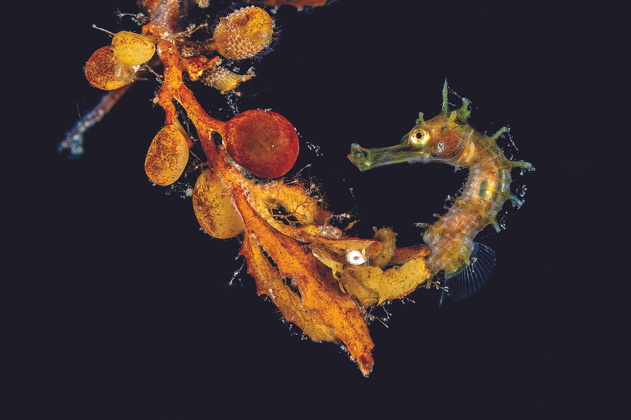 Un caballito de mar flotando junto al sargazo cerca de West Palm Beach, Florida. Ganador en la categoría ‘macro’. 
<br>