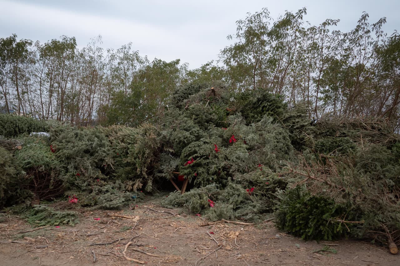 <b>Scottsdale</b>
<br>- Cactus Park - 7202 E. Cactus Road
<br>- Eldorado Park - 2301 N. Miller Road
<br>- Scottsdale Ranch Park - 10400 E. Via Linda
<br>- Thompson Peak Park - 20199 N. 78th Pl. 
<br>Más información: 
<a href="https://www.scottsdaleaz.gov/solid-waste/holiday-collection-schedule" target="_blank">www.scottsdaleaz.gov</a>