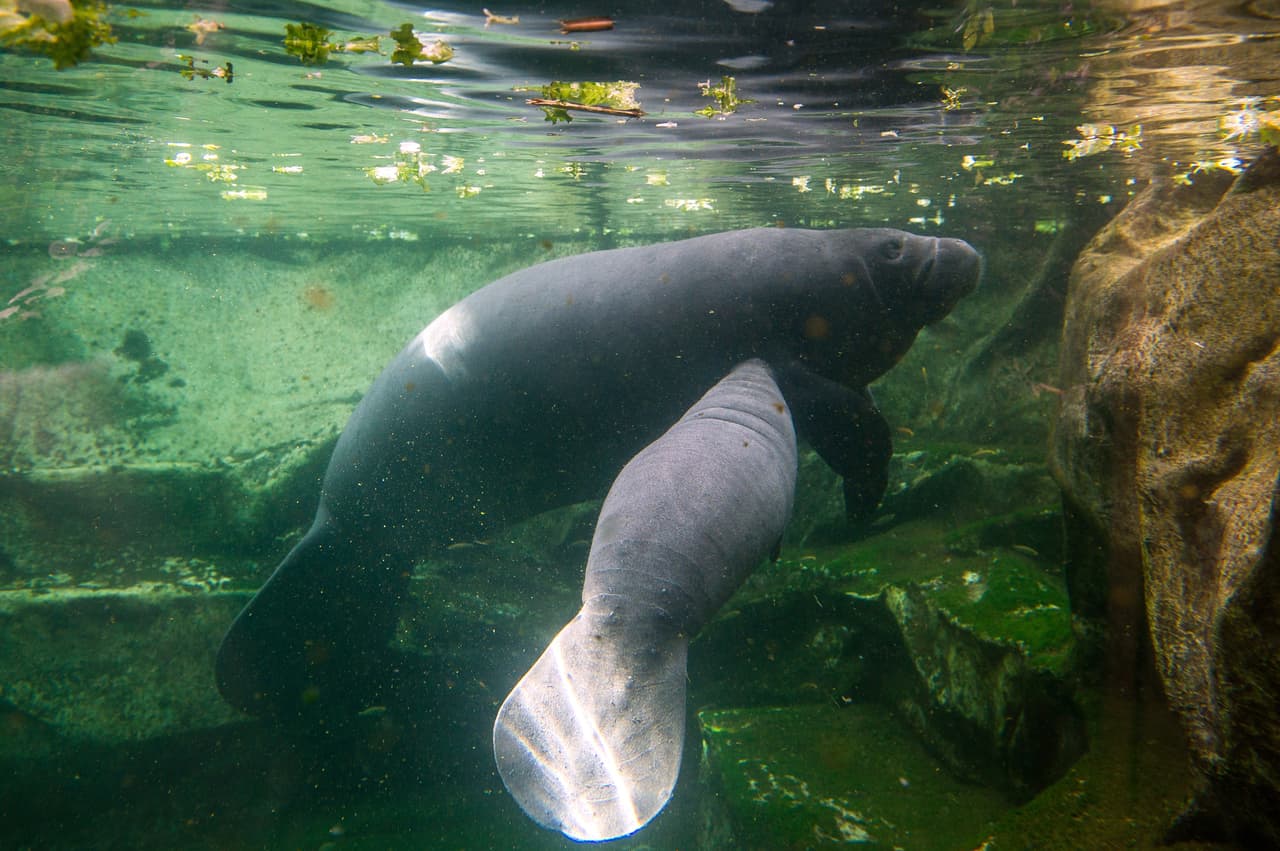 <b>Cálidos. </b> Ellos habitan en aguas cálidas, no pueden sobrevivir en aguas con temperaturas inferiores a los 60 grados Fahrenheit (15 grados centígrados).