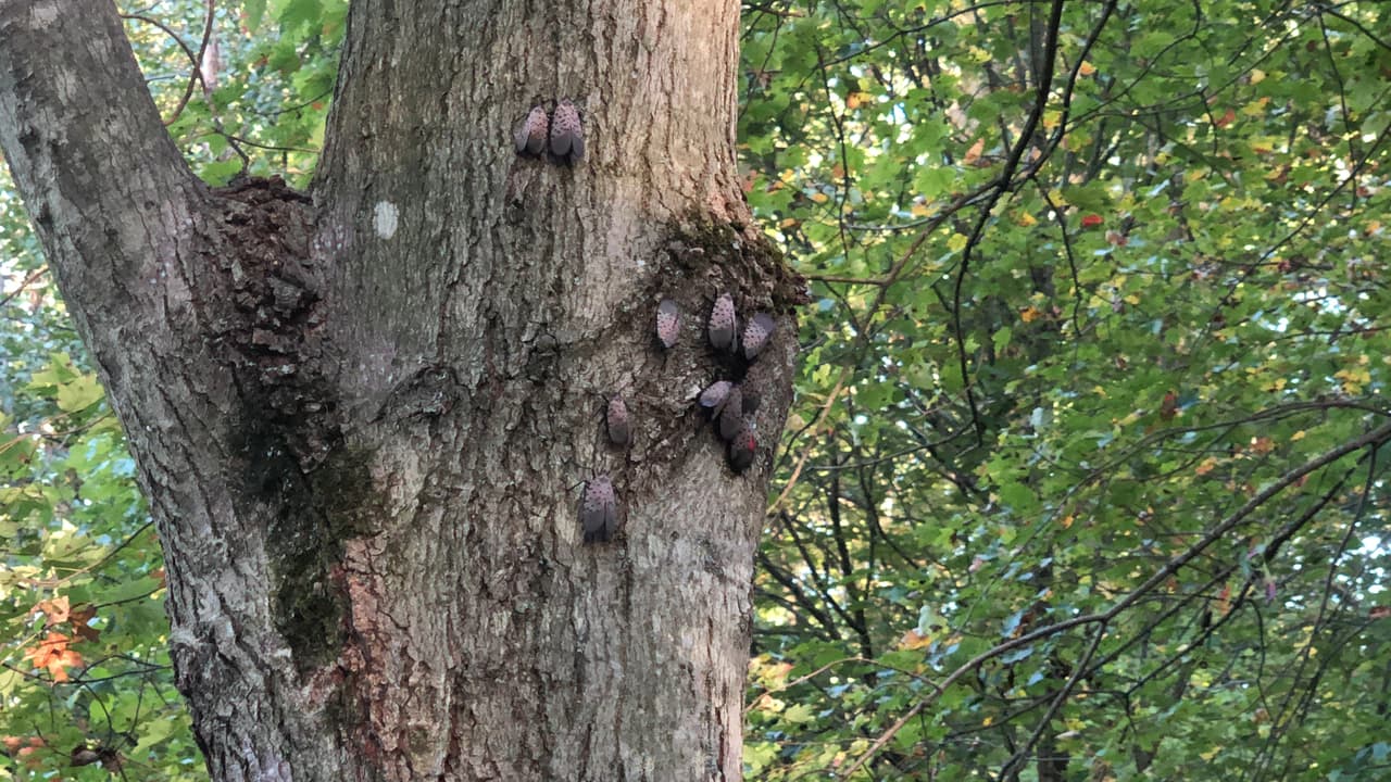 Por lo general, las 
<a href="https://www.univision.com/local/philadelphia-wuvp/los-danos-ocasionados-por-la-mosca-linterna-manchada-pudieran-incrementarse-con-la-llegada-del-otono">moscas linterna con manchas adultas</a> y ninfas se juntan en grandes cantidades en las plantas hospederas. El condado de Franklin se encuentra entre los ocho condados que se han agregado a la zona de cuarentena de moscas linternas manchadas de Pensilvania.