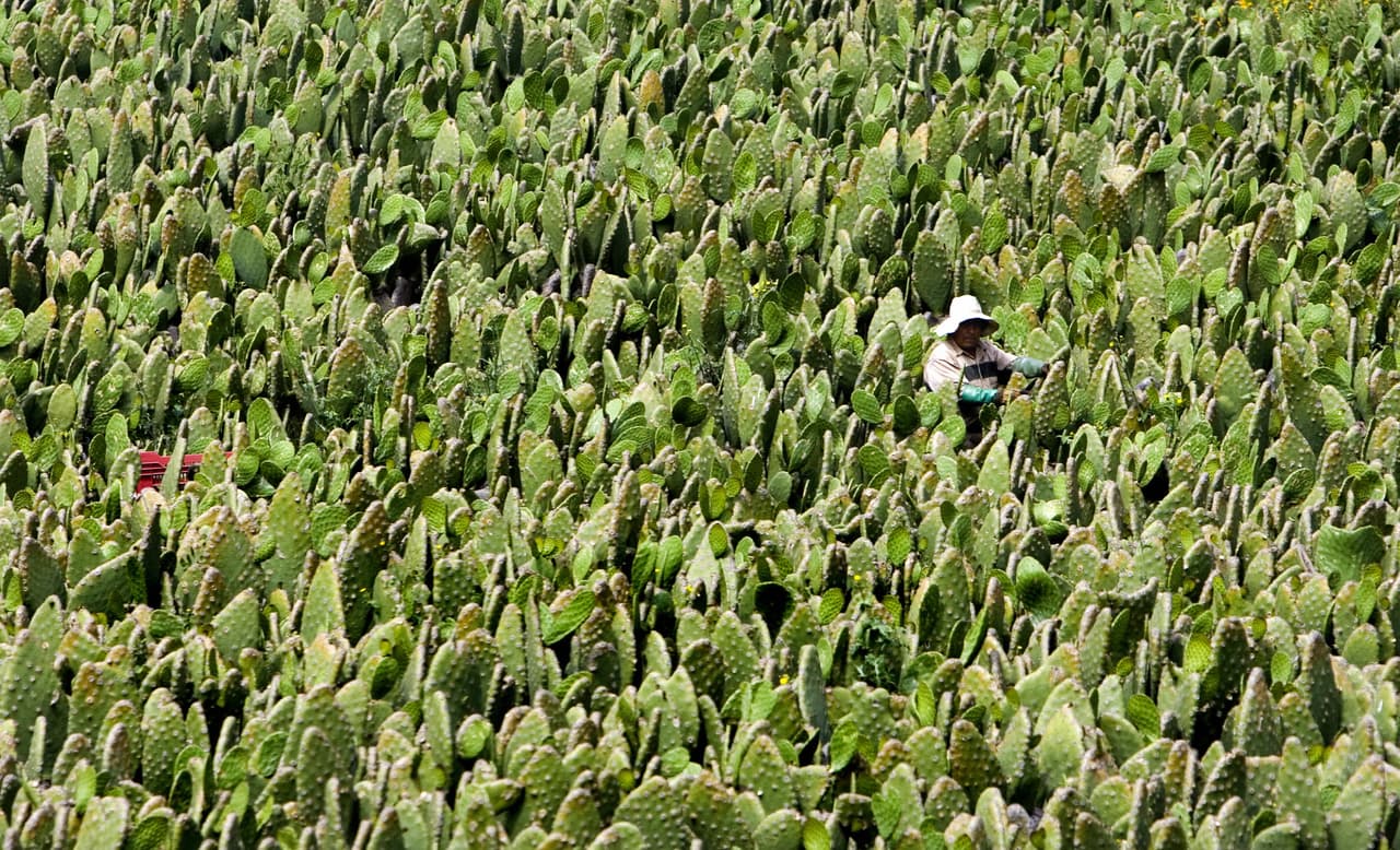 En México se cultivan entre 60 y 90 especies de nopales y el cactus forma parte de su escudo nacional.