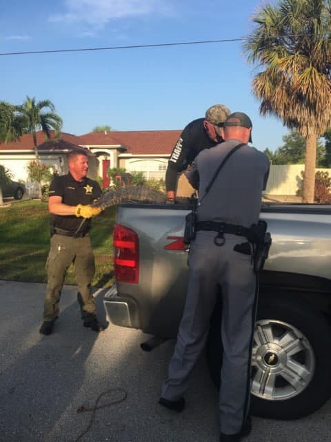 El peso del animal dificultó un poco el proceso para acomodarlo en el vehículo.