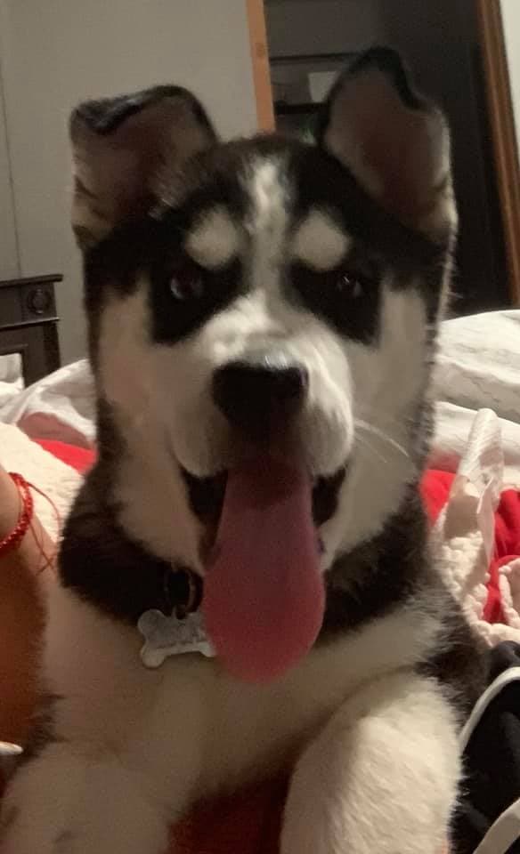 "Lucas🐶❤️" Marisella Rodríguez.