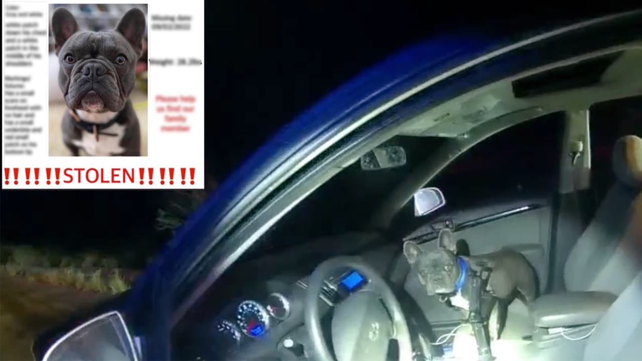 Encuentran a Bruno en Arizona, un perro french bulldog robado en California
