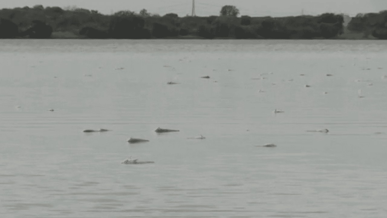 Parques y Vida Silvestre dijo que no retirará los peces del lago debido a que se espera que se descompongan y así provean de nutrientes a otros organismos vivientes, como parte de su ciclo natural de vida. Agregó que es posible que el Condado u otra entidad de la Ciudad decida limpiar la zona.