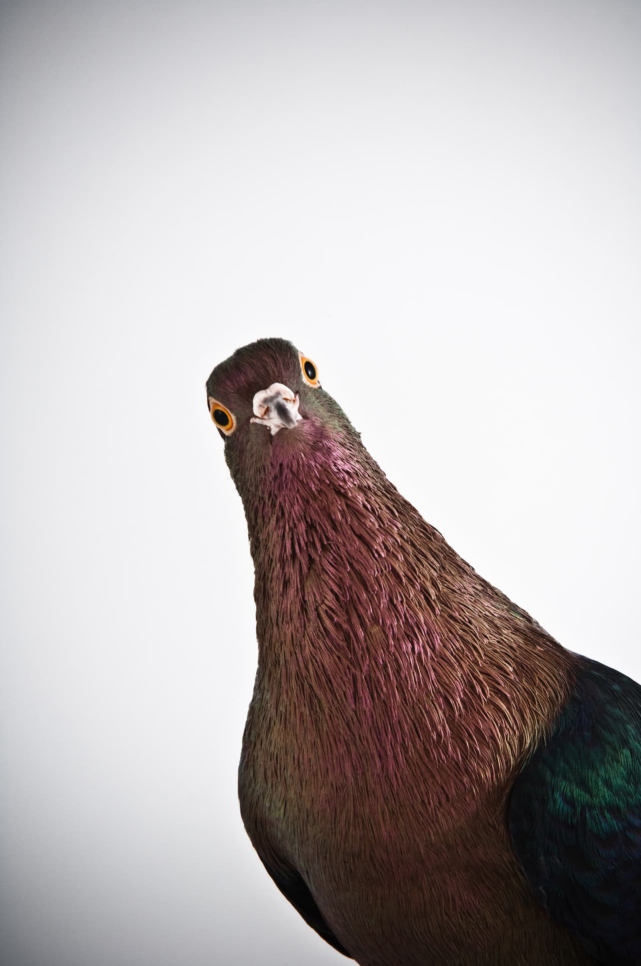 Esta serie de fotos se titula ‘Darwins Pigeons’.