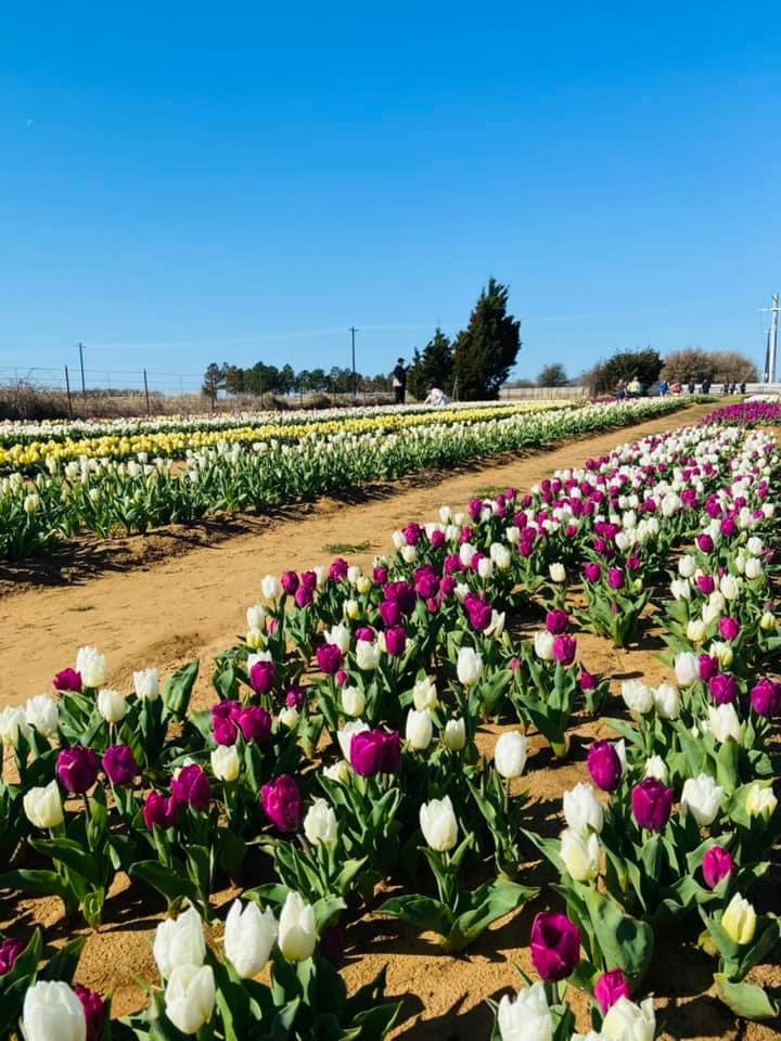 Este sitio está alrededor de 1 hora y 15 minutos al norte de Dallas