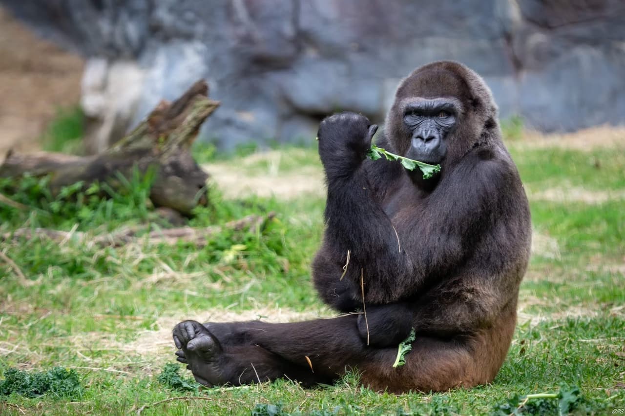 Ambos nacieron en el zoológico Gladys Porter de Texas, pero pasaron los últimos 12 años en Busch Gardens en Florida. Llegaron a Salt Lake City como parte del Plan de Supervivencia de Especies de Gorilas de la Asociación de Zoológicos y Acuarios que busca la supervivencia de esta especie en peligro.
