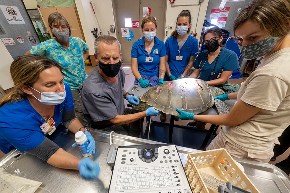Lastimosamente estos dieron como resultado que la médula espinal había sido afectada y la tortuga no podría sobrevivir por sí misma. Por esto se tomó la decisión de sacrificarla, para evitar que siguiera sufriendo.