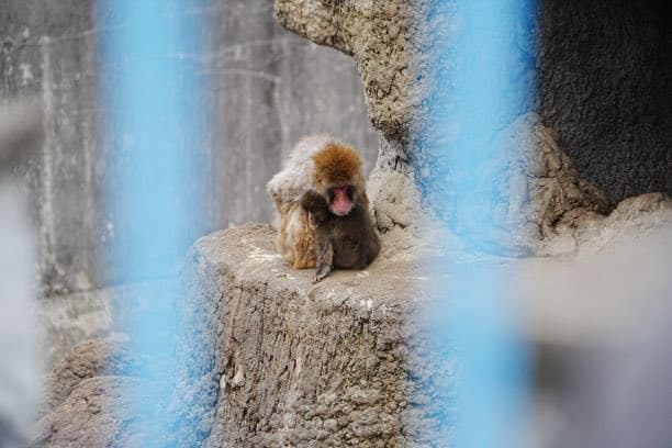 El pequeño macaco japonés Punch volvió a acaparar la atención en redes sociales, pero esta vez no por su inseparable peluche de orangután de Ikea, sino por todo lo contrario.