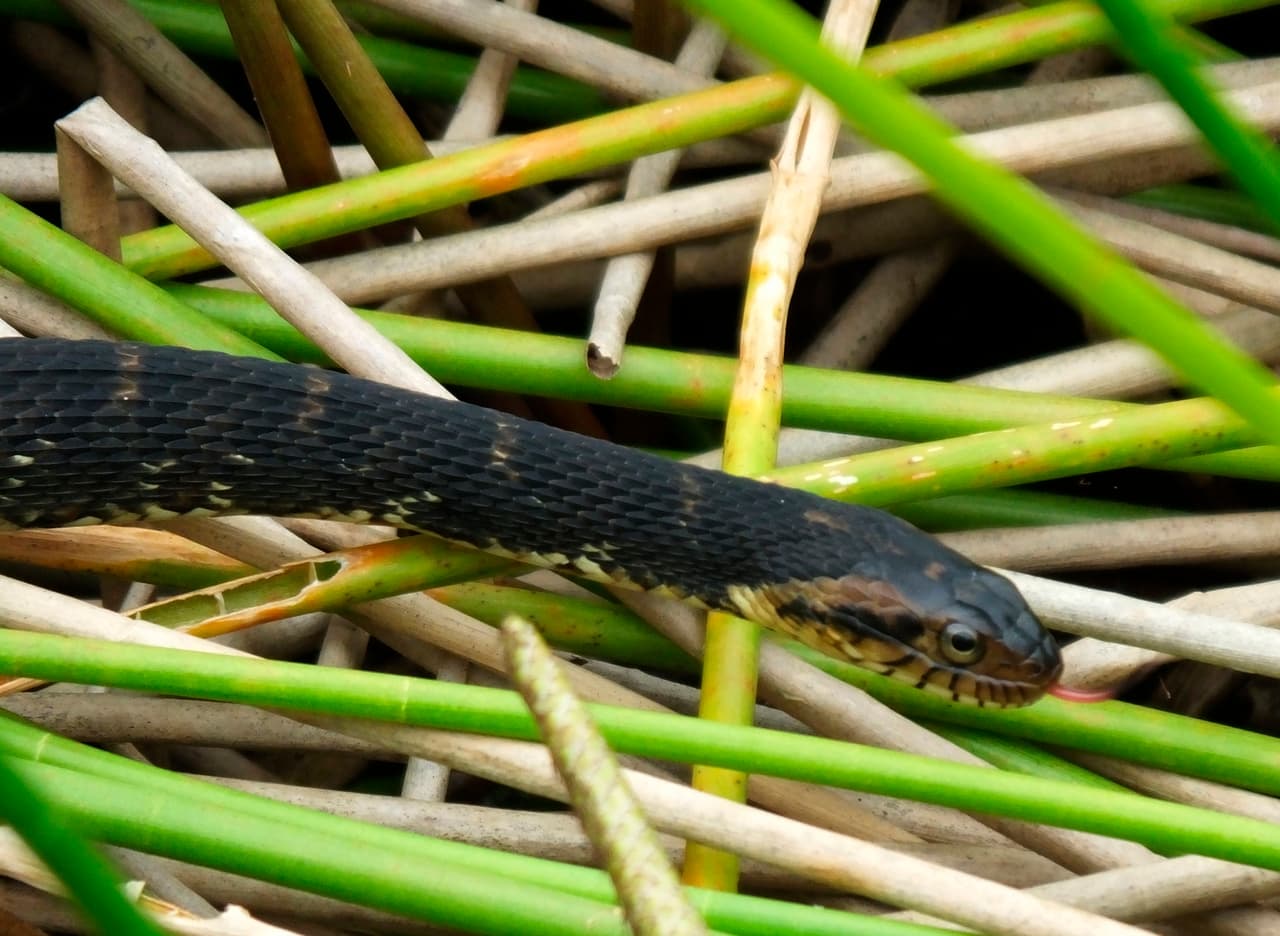 Cientos de serpientes invadieron una carretera de Florida y no se sabe por qué