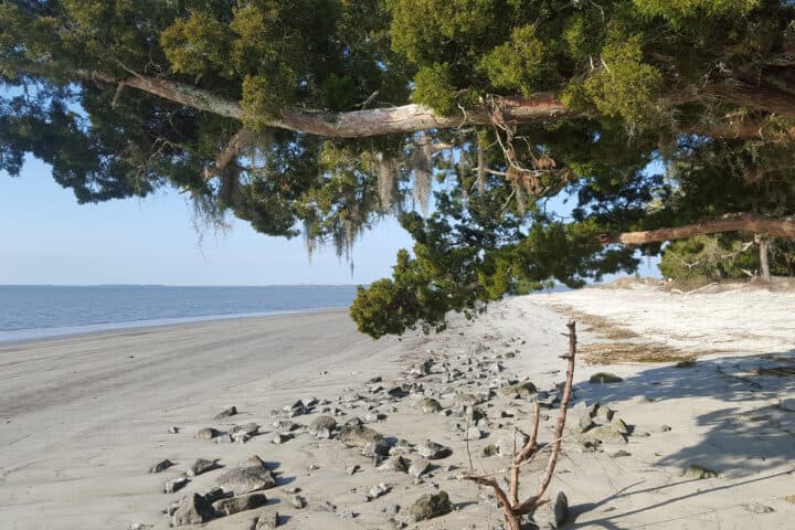 <b>10.-St. Andrew's Beach Park, Jekyll Island</b>
<br>Beach View Drive
<br>Isla Jekyll, GA 31527
<br>(912) 635-3636
<br>
<br>Cerca del Canal Intracostero, la vida silvestre de todo tipo llama hogar a esta tranquila área, lo que la convierte en un lugar perfecto para observar de todo, desde pelícanos hasta delfines. Una plataforma de observación de vida silvestre de dos pisos se encuentra justo detrás de la playa en el área de picnic de St. Andrews. Ofrece a los huéspedes un mejor punto de vista para observar aves migratorias y criaturas más grandes en el mar.
<br>