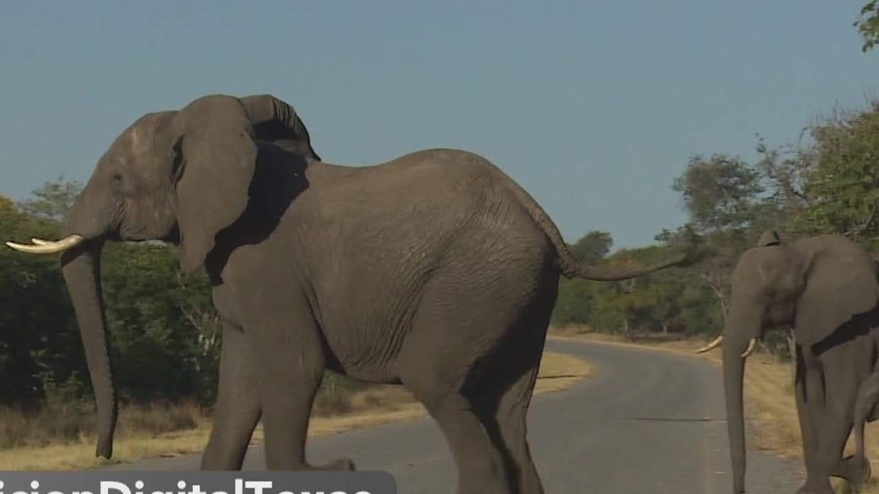 Hoy es el Día Mundial del Elefante