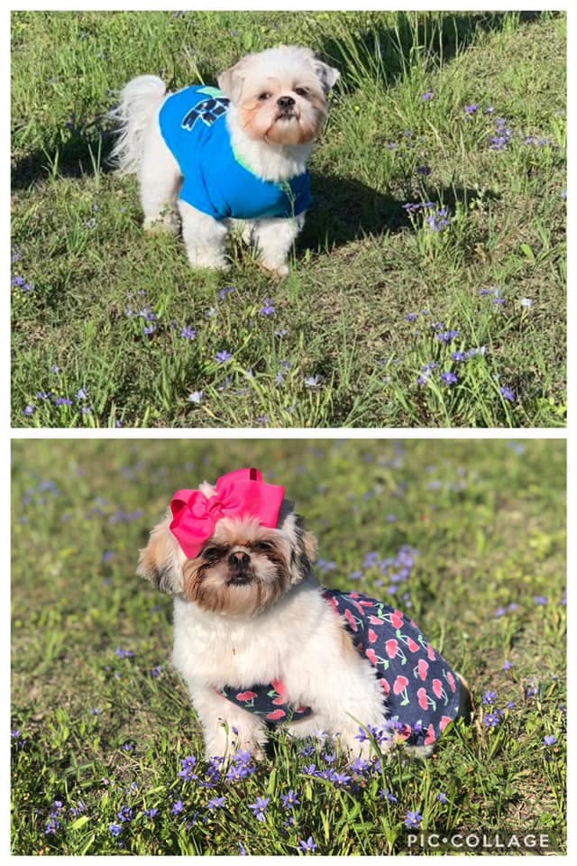 "Mis hermosos bebes uno mio y una de mi hija, son mis niños ❤️❤️", Carmen Casanova.