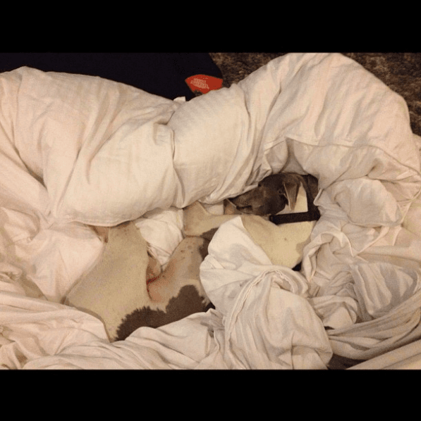 El actor argentino ha dejado claro en sus redes sociales el amor que siente por los animales y, por supuesto, por Flaco, quien era parte de su familia.