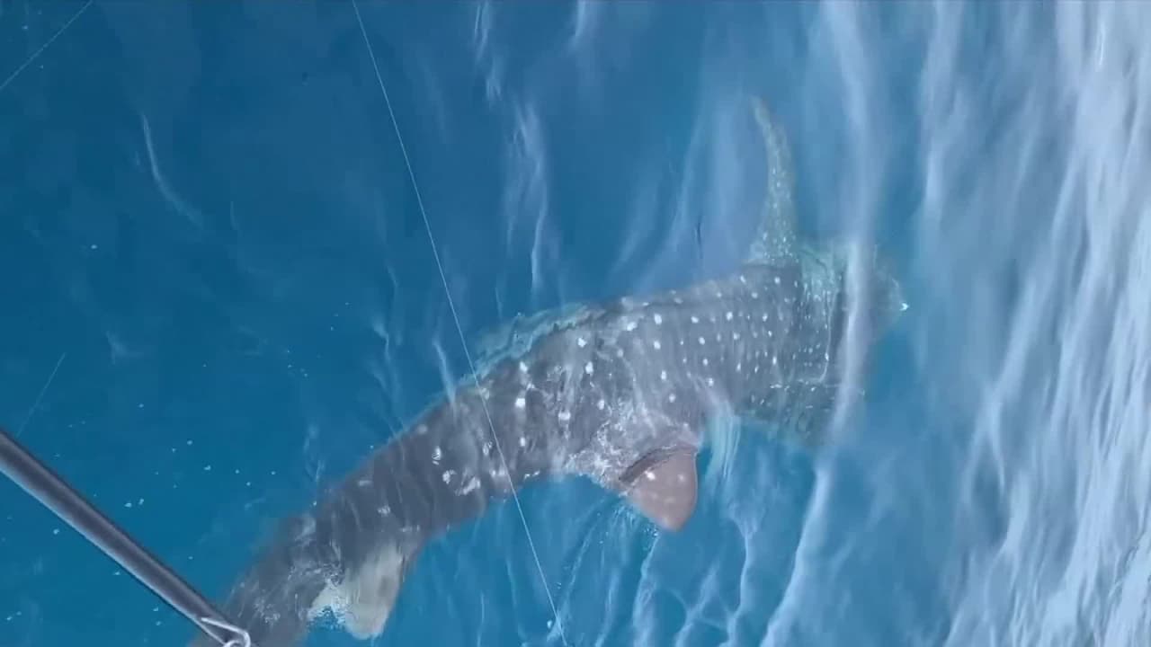 Esta extraña especie de tiburón de 14 pies se pasea por las costas de Palm Beach