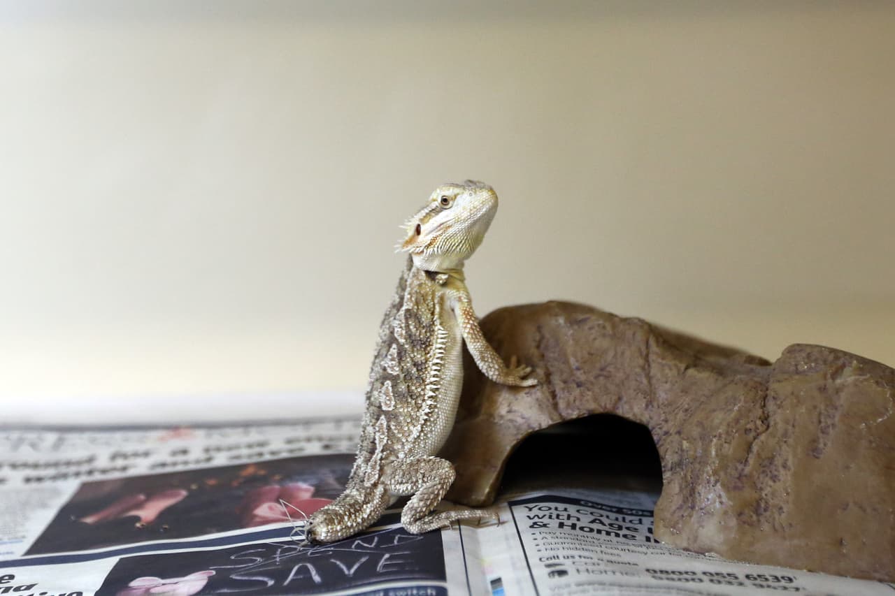 Estos animalitos rescatados se encuentran en Brighton, Inglaterra.