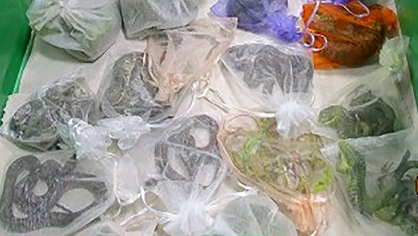Esta foto de febrero de 2022 proporcionada por la Oficina de Aduanas y Protección Fronteriza de EEUU muestra serpientes en bolsas encontradas escondidas debajo y en la ropa de un hombre por agentes de CBP en el puerto de entrada de San Ysidro, California.