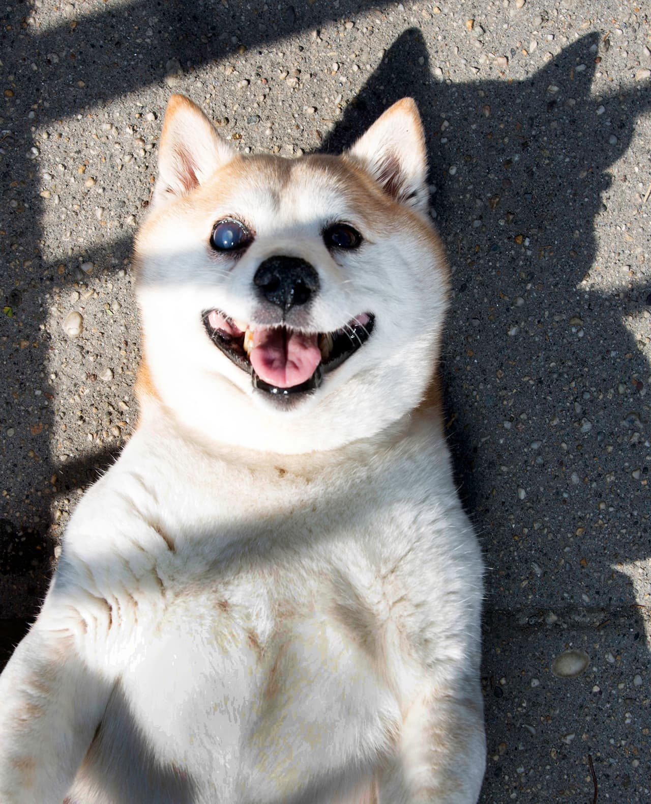 Esta cómica perrita siempre tiene una sonrisa para el mundo.