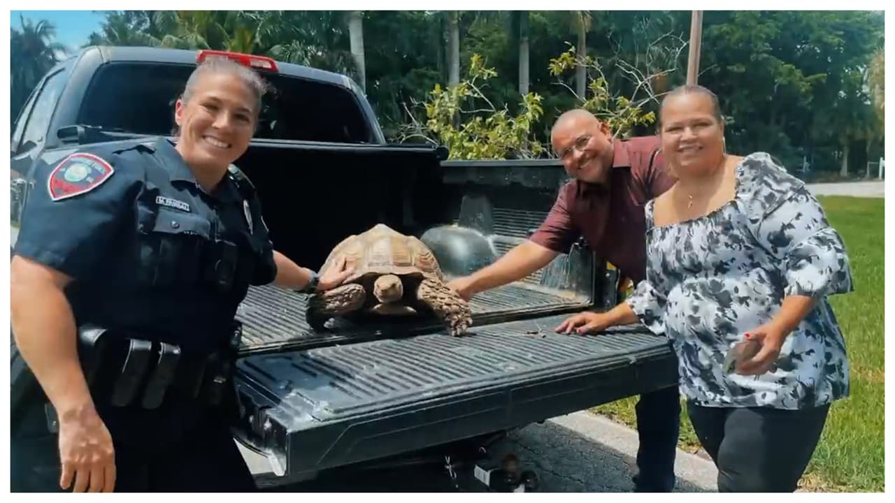 Policía reúne a tortuga perdida con sus dueños: fue una persecución muy lenta
