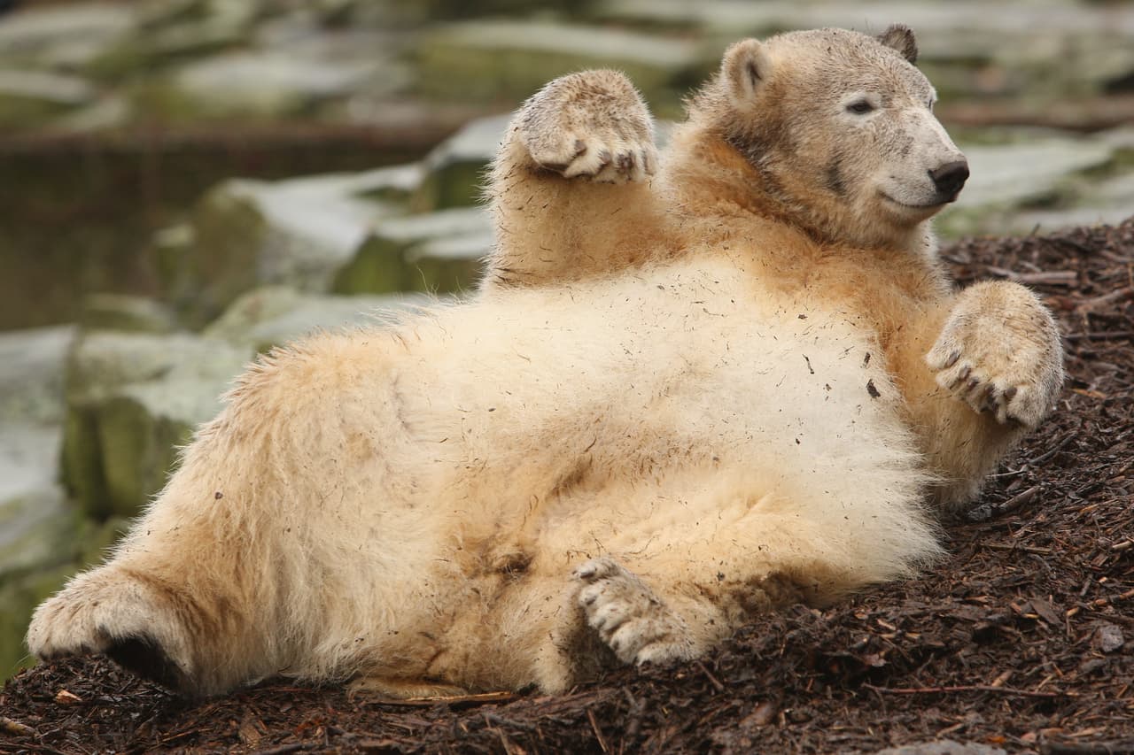 El sentimiento de pesadumbre y falta de energía que provoca el calor también lo experimentan los animales, especialmente aquellos que están menos habituados a lidiar con altas temperaturas.