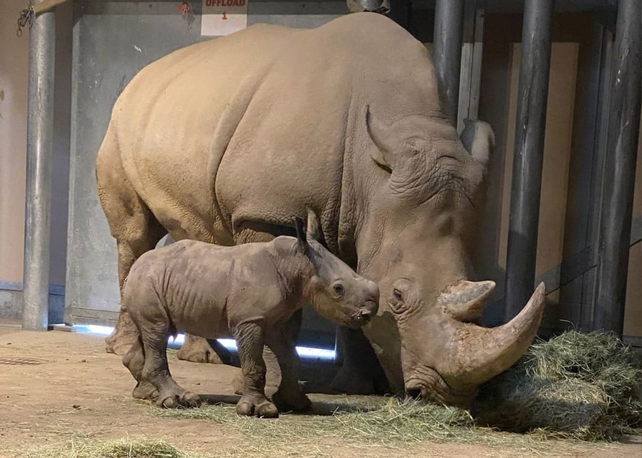 Nace nueva integrante de familia de rinocerontes en el zoológico de Fresno