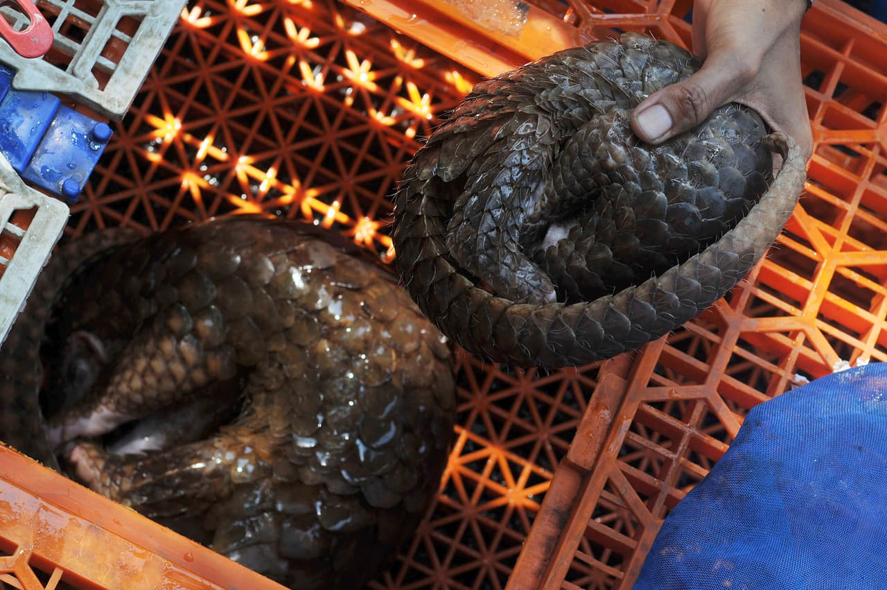 Este animal tiene la habilidad de blindarse como una pelota cuando se siente amenazado por sus depredadores.