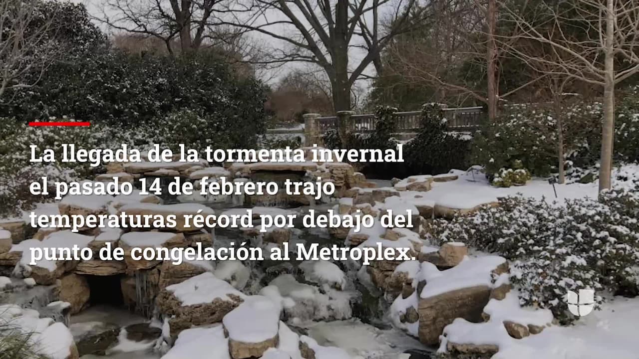 El norte de Texas registró temperaturas récord por debajo del punto de congelación que no se habían reportado desde 1989. Varios lugares naturales del estado parecían postales, incluyendo el jardín botánico de Dallas.