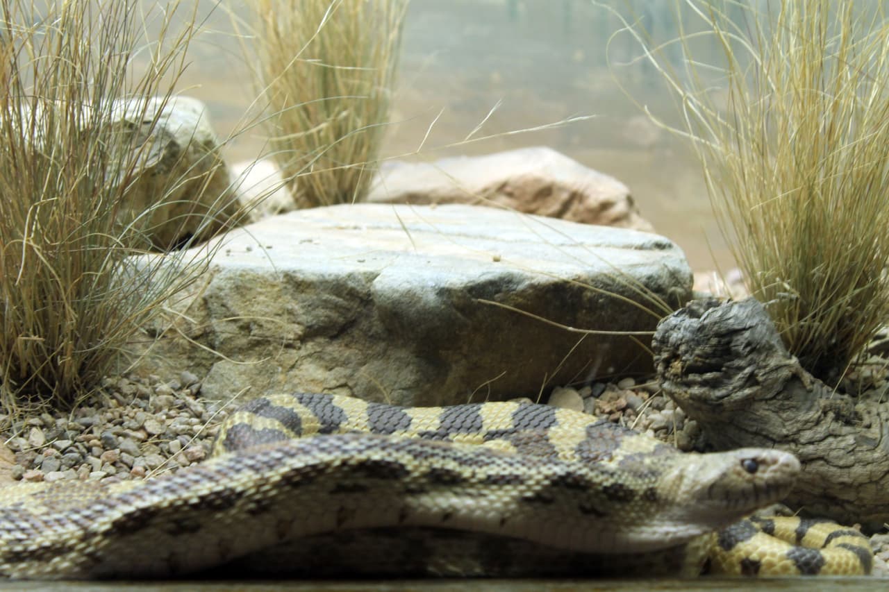 En un salon del museo estan exhibidas las diferentes serpientes del desierto, todas vivas.