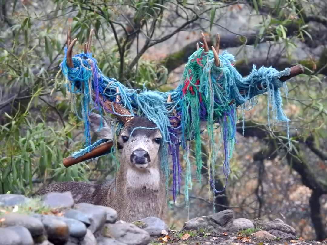 Encuentran a un venado con hilos de hamaca enredados en sus cuernos en Fair Oaks