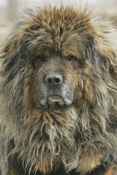 Esta herencia los pone como una raza ejemplar en el cuidado y la protección.